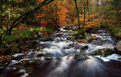 Wallpaper Autumn Forest Trees River Streams Images For Desktop