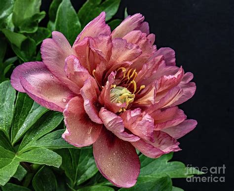 Magnificent Kopper Kettle Peony Photograph By Cindy Treger Fine Art