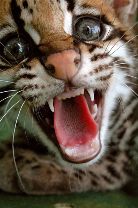 Ocelot Crazy Cats Big Cats Cool Cats Cats And Kittens Animals And
