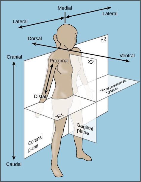 Feng shui diagram for house. Human body anatomy direction diagram In this image, you will find lateral, medial, lateral ...