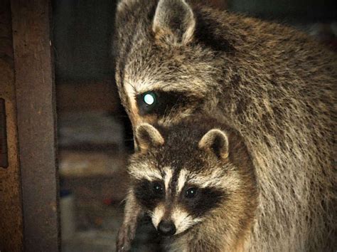 Blind Raccoon Who Lost Her Own Babies Became Everyone Elses Mother