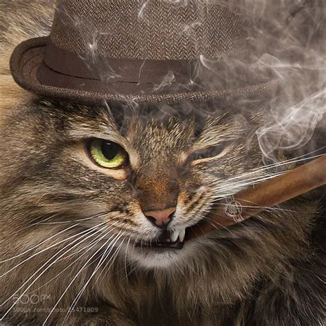 Photograph Gangsta Cat By Evgeniy Belyaev On 500px