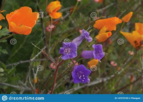 California Blue Bells In Amongst The Poppies Stock Image Image Of