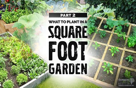 Houseplants don't improve indoor air quality: What To Plant In A Square Foot Garden - Nature's Gateway