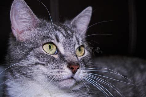 Cat Looks Close Up Big Green Pet Eyes Face Gray Striped Cat With Big