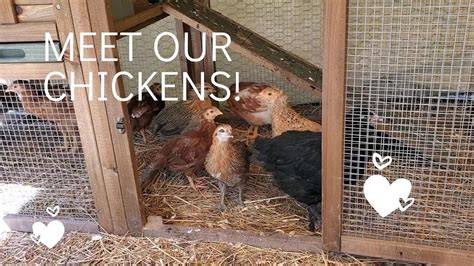 Meet Our Chickens Building Our Hobby Farm Youtube