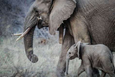 Foto De Stock Gratuita Sobre África Colmillos De Elefante Cría De