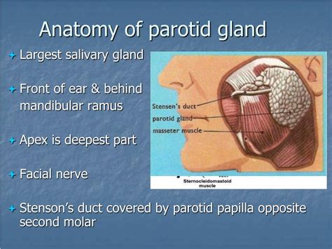 Largest Salivary Gland