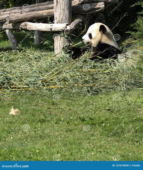Giant Panda Eating Bamboo Summer 2019 Stock Photo Image Of Mountain