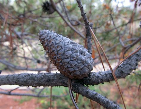 The Serotinous Cones Of Lodgepole Pine Laptrinhx News