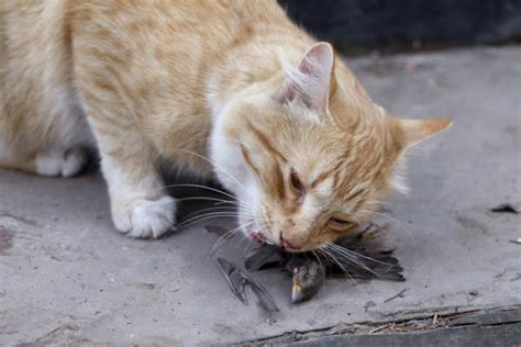 Why Do Cats Hunt Birds All About Cats Magazine For Domestic Cat