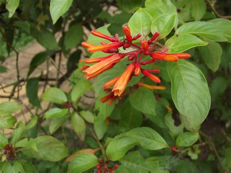 Hamelia patens Jacq Rubiaceae firebush ประทดไตหวน Flickr