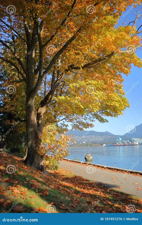 Fall Colors In Vancouver S Stanley Park Stock Photo Image Of British