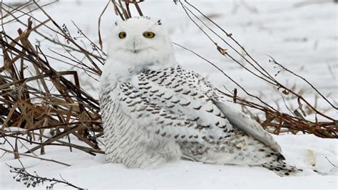 Nature Up Close Snowy Owls Down South Cbs News