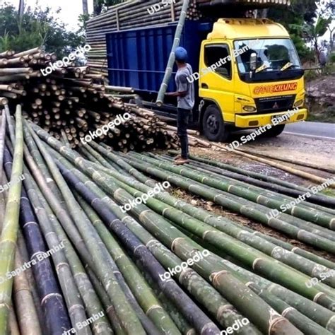 Jual Jual Bambu Steger 8 10cm Jakarta Timur Udsaputra Bambu