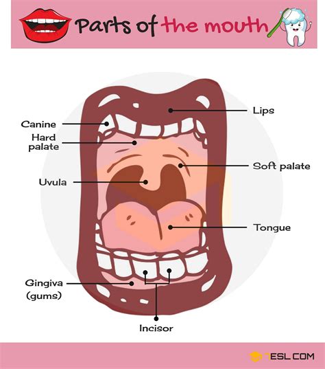 Parts of the Mouth: Useful Mouth Parts Names with Pictures • 7ESL ...