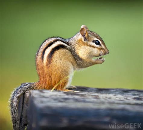 39 Best Images About Chipmunks On Pinterest Meaning Of