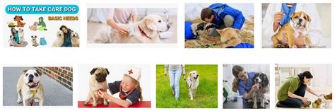 Caring For A Dog 39 Dog Care Tips For Ultimate Pet Parents Guide
