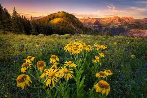 This Charming Town Is The Wildflower Capital Of Colorado — Heres When