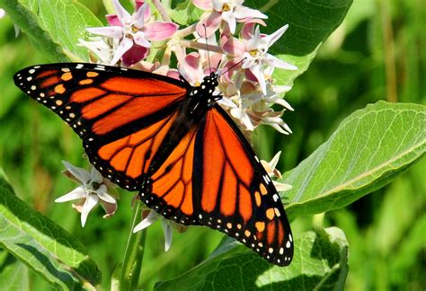 Monarch Butterfly On Showy Milkweed