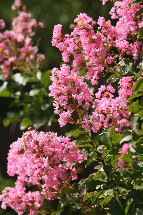 List Of The Most Hypoallergenic Flowers Gardenerdy