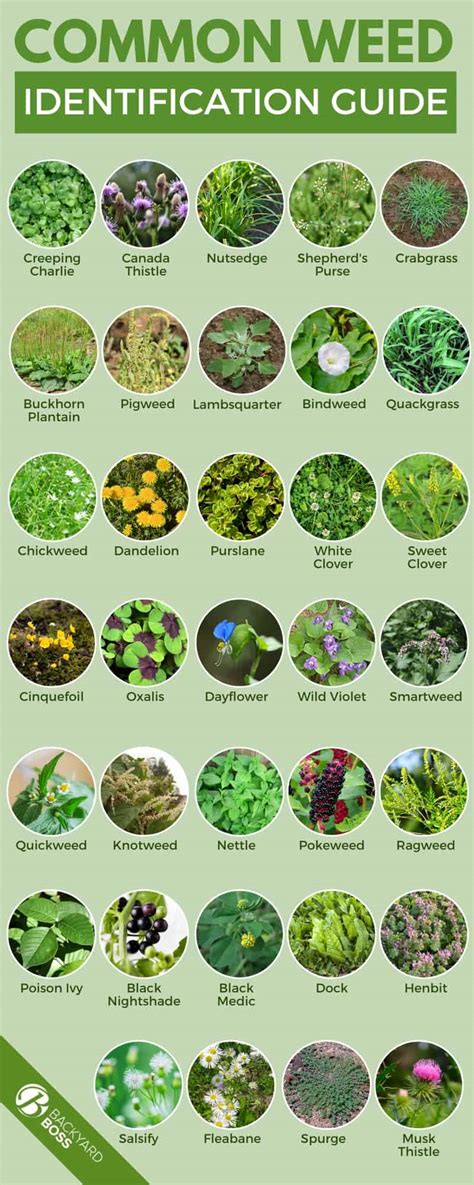 Common Lawn Weeds Chart