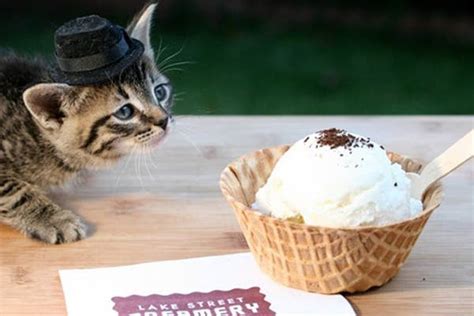 39 Cats Eating Ice Cream