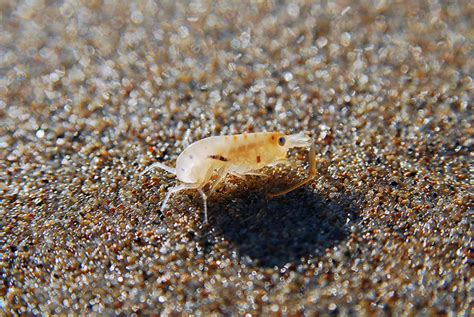 Sand Fleas What Are They And How Do You Get Rid Of Them Fleabites