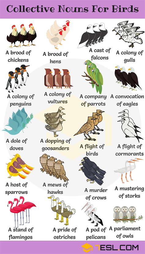Animal Group Names 250 Collective Nouns For Animals
