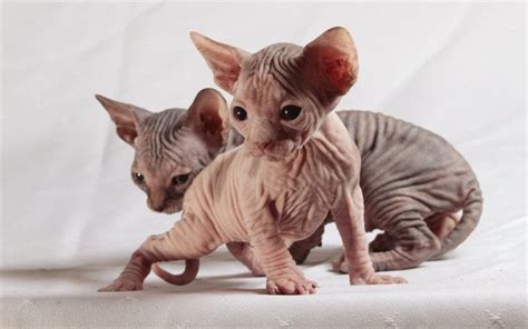 The Cute Cat Has Wrinkled Skin And Is Hairless From һeаd To Toe But Is