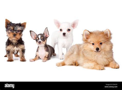 Various Breeds Of Dogs Hi Res Stock Photography And Images Alamy