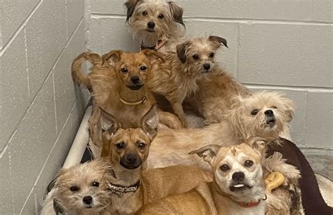 Licking County Humane Society Rescues 80 Dogs From Condemned Home Pet