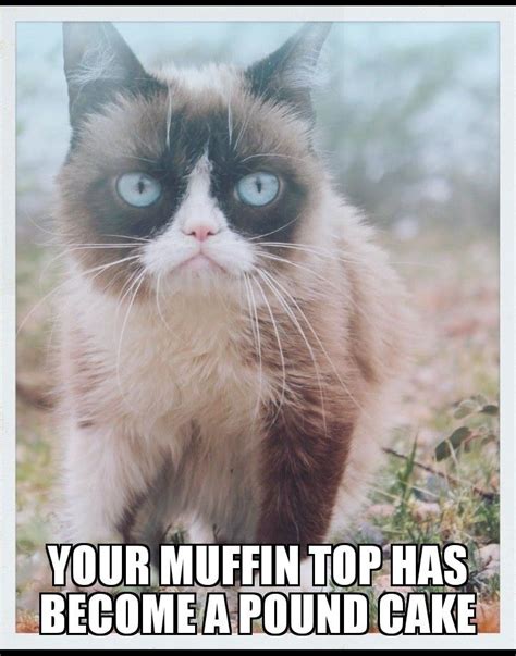 Hahaha Grumpy Cat Quotes Funny Grumpy Cat Memes 9gag Funny Funny
