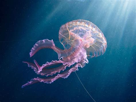 Pelagia Noctiluca Jellyfish Photography By Alexander Semenov Jellyfish