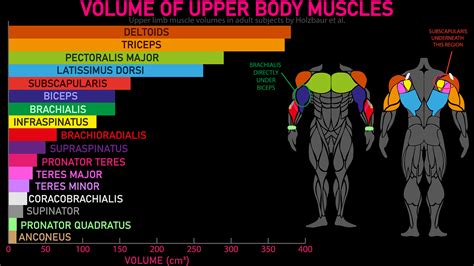 These Are The Largest Muscles In The Human Body Weekly Infographics 4