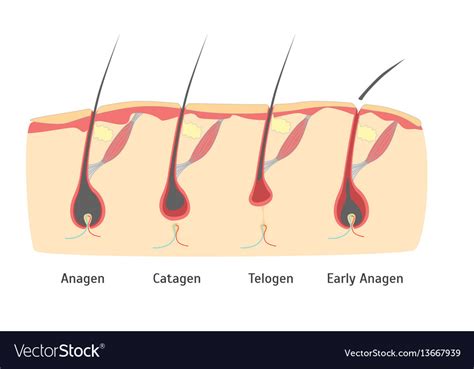 Human Head Hair Growth Cycle In Cut Royalty Free Vector