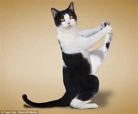 There Are A Lot Of These Yoga Cats Cute Kittens Silly Cats Crazy Cats