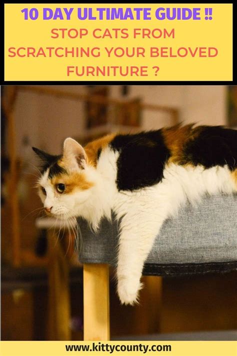 10 Day Guide To Stop Cat Scratching Furniture