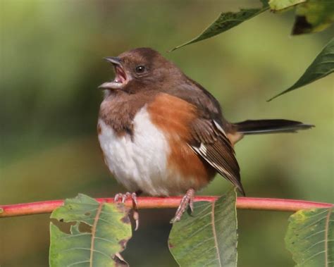 Eastern Towhee Photos Birdspix