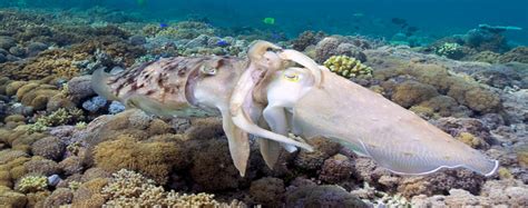 Ultimate Guide To Squid And Cuttlefish Of North Sulawesimurex Dive Resorts