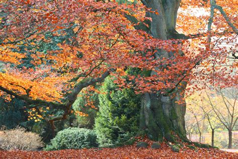 The Top 6 Trees For Autumn Colour The English Garden