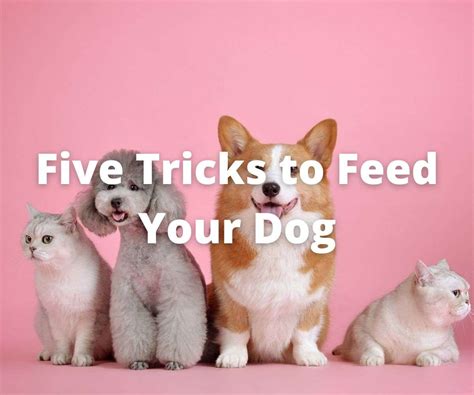 5 Tricks To Feed Your Dog