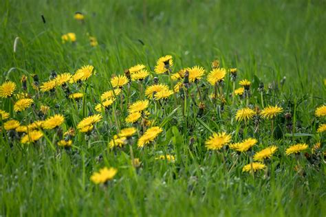 17 Wonderful Dandelion Uses You Might Not Know About Garden And Happy