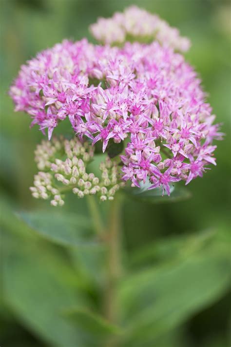 Whether planted in pots, planters and hanging baskets, or directly in flower beds, it's easy to keep geraniums blooming big and bright all summer long with a. A List of Perennial Flowers That Bloom All Summer (With ...