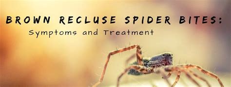 Brown Recluse Spider Bite Guide Associated Dermatologist