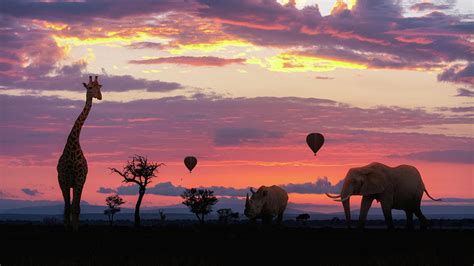 African Safari Sunrise