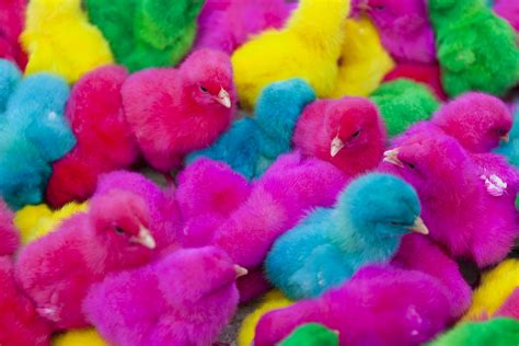 Colored Easter Chicks Are Here :: Pasturas Los Alazanes