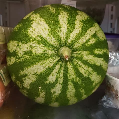 Growing Sugar Baby Watermelons