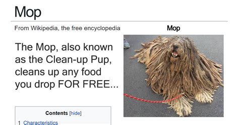 Puppy raiser john baptista jr that's why hergert gets upset when he hears about ads for businesses selling vests and certifications to anyone wanting to portray their dog as a service dog. These 20+ Fake Wikipedia Pages About Dog Breeds Are Better ...