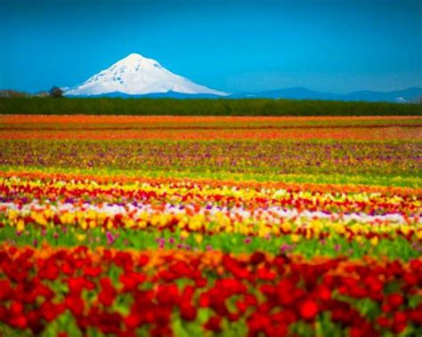Tulip Fields Near Mt Hood Oregon Flower Photos Flowers Photography